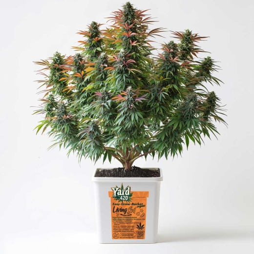 Grow Bucket Living Soil organic